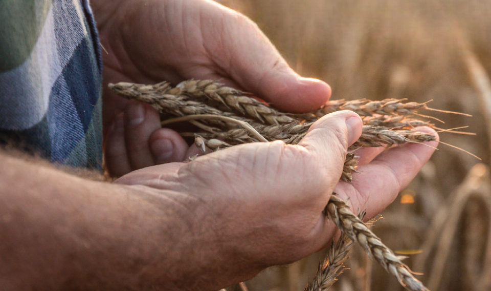 Commodity Insights, Winter 2025
