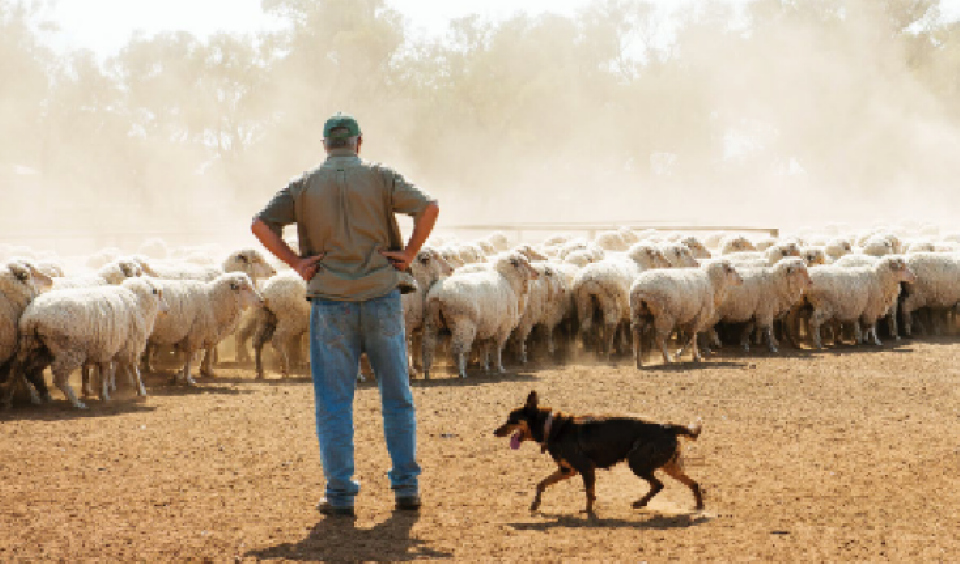 ANZ Agri In Focus, June 2025 thumbnail