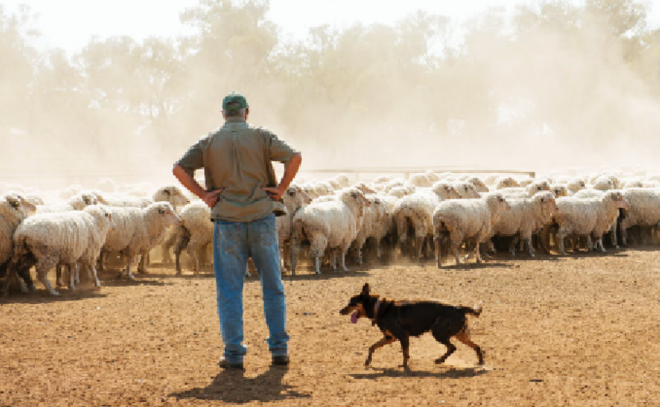 ANZ Agri In Focus, June 2025 thumbnail
